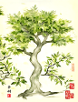 茶树插画