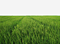 农田高清素材 农作物 水稻 绿色 免抠png 设计图片 免费下载