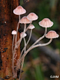 粉红色的Mycena riparia蘑菇