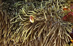 精美热带海底世界高清宽屏壁纸桌面壁纸2