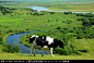 湿地牧场的牛,家禽家畜,动物摄影,摄影,汇图网www.huitu.com