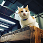 #猫 #萌宠 #宠物