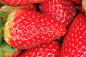 草莓,微距,小酒杯,自然,水平画幅,水果,无人,有机食品,小吃,特写