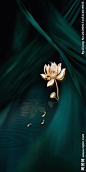 小暑节气