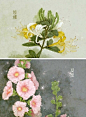 二十四节气花卉图…丨墦索 绘