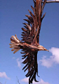 【用漂流木创造出的震撼人心的艺术作品】—— 美国年轻的艺术家Jeffro Uitto 利用在海岸边捡拾的漂流木、树枝和树根打造出一系列震撼人心的木雕艺术作品：将动物的模样以雕塑形式呈现出来。从远处看，这些雕塑和真的动物几乎没有任何区别；走近些看，它们那些用漂流木做成的身躯，形成一种强烈的视觉震撼，那种肌肉的力量感和朽木的沧桑感浑然天成，给人以无限遐思。