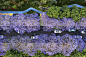 鸟瞰蓝花楹树在盛开的昆明，中国云南的首都