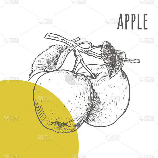 苹果矢量手绘素描