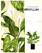 绿植龟背叶盆栽蕨类植物PSD海报模板冷饮餐厅INS插画海报设计素材-淘宝网