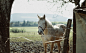 Cinemagraphs / Animated photography - Part 3 : -