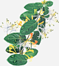 叶背景图片大小980.86 KBpx 图片尺寸899x997 来自PNG搜索网 pngss.com 免费免扣png素材下载！绿原酸#油#菊花#植物#芦丁#芽#海鞘#叶#提取物#金银花#花#药草#花盆#草药#