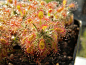 双色萼迷你茅膏菜 Drosera dichrosepala