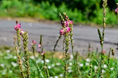 天然花卉夏季壁纸与开花的红豆草植物模糊的田野道路背景