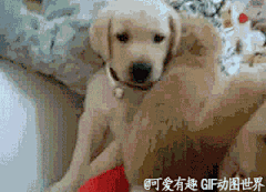 难得迷糊采集到宠物
