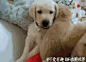 来​得​正​好​，​给​俺​当​枕​头​吧​！ - 言兑网#动态图#  #gif# #碉堡了# #搞笑#  #亮点图#  #宠物# 