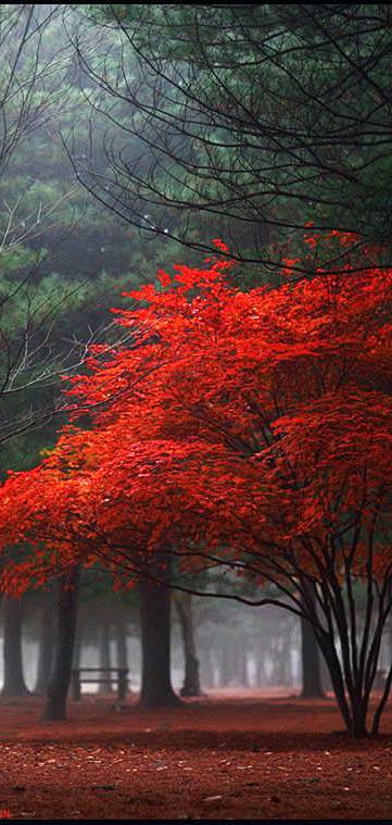 Red forest