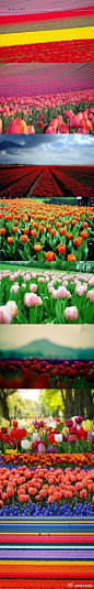 每年3月至5月期间，荷兰大地被鲜花“淹没”，荷兰的春天被誉为“世界上最美丽的春天”。这个春天，准备好了吗？