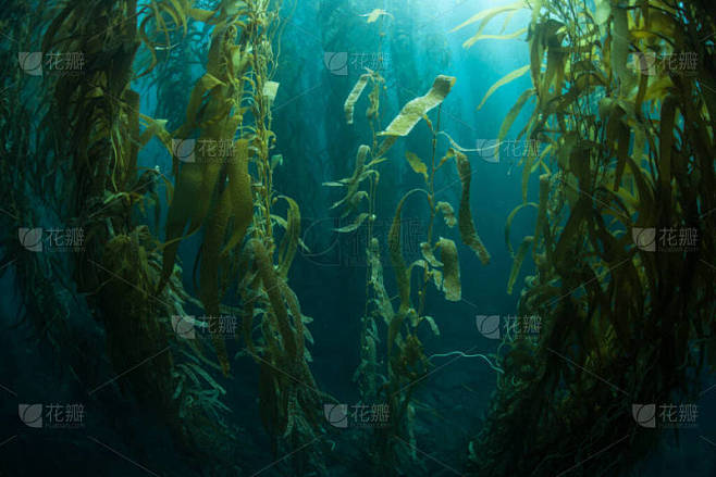 巨型海带的森林，巨藻（Macrocystis pyrifera），通常生长在加利福尼亚沿岸的冷水中。