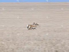 叉角羚萨斯喀彻温省