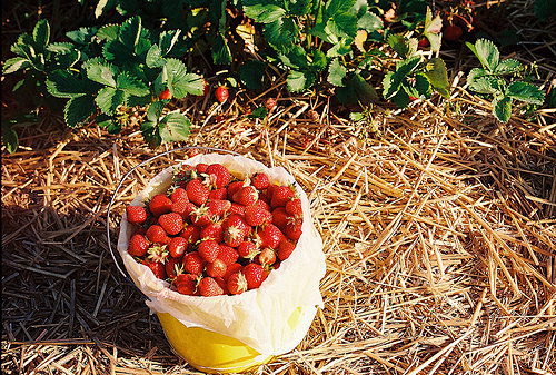 ｓｔｒａｗｂｅｒｒｙ