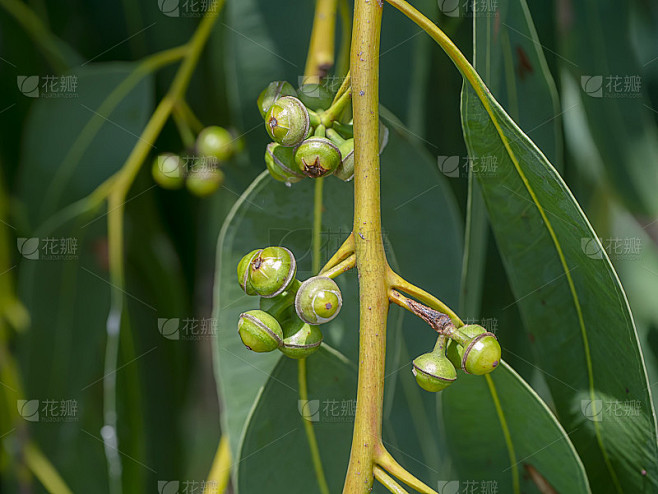 特写桉树的种子在树枝上