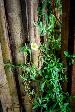 竹墙上有绿叶常春藤和白花