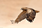 Photograph Short Toed Eagle by udi  dror on 500px