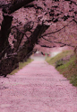 Sakura, Japan: 