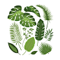水彩手绘绿色热带树叶自然叶子芭蕉叶抽象画芯装饰画AI矢量素材-淘宝网