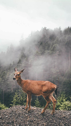 灰椋采集到蓦然