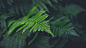 General 1366x768 green ferns