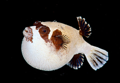 海绵宝宝的小蜗z采集到海洋动物
