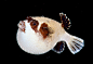 A masked puffer seen underwater in Red Sea, Egypt. Rare images captured by underwater photographer Andrey Nekrasov off the coast of Egypt show the eerie sea creatures of the night who come into their own after the sun goes down

Photograph: Andrey Nekraso