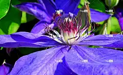 铁线莲 花卉背景 花 蓝花 盛开 开花 蓝色的花瓣 花瓣 花壁纸