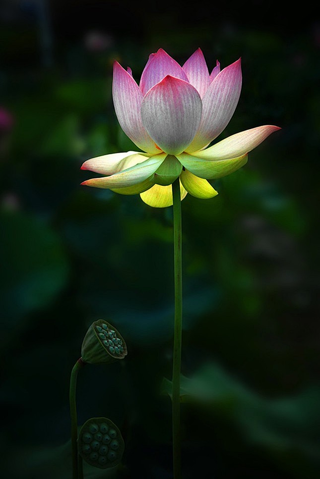 牵花怜共蒂，折藕爱连丝。故情无处所，新物...