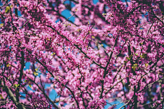 Sunny_girls采集到花花草草#集合