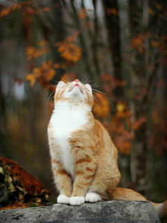 狸花一只春带雨采集到猫