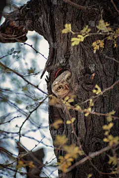 猫头鹰生气地看了我一眼
