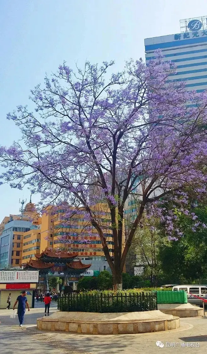 孤植蓝花楹-花瓣网