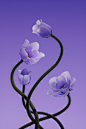3d art art cinema 4d flower Flowers Nature octane Photography  Render CGI