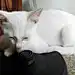 AAAWW