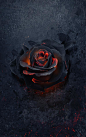 黑色玫瑰   重生