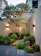 别墅庭院 | 花园一角-油橄榄