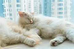 点击来源直接获取大图文件 |Two ragdoll cat sleeping together at balcony under sunshine