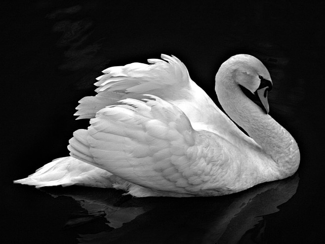 What a Swan on Black...