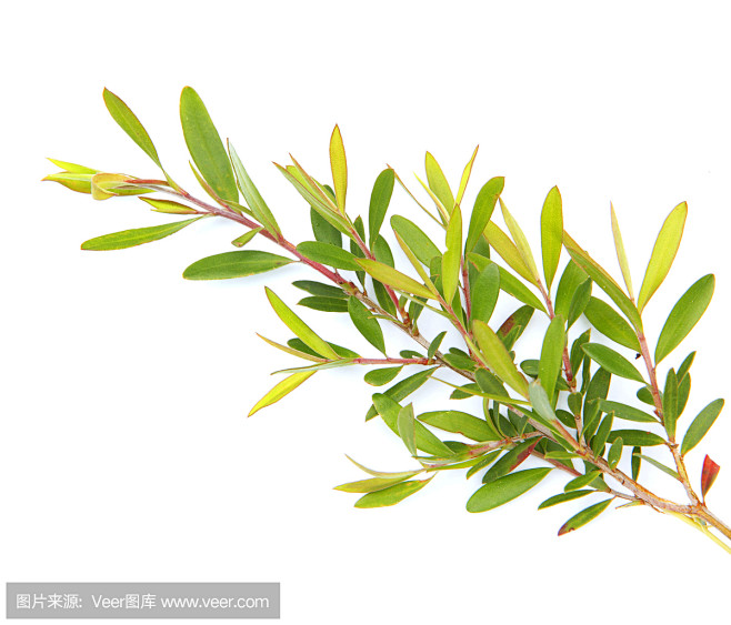 澳洲茶树的搜索结果_360图片