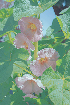 moliko采集到那些花儿