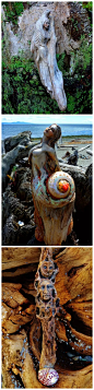 【来看朽木是如何变成了女神的！】Debra Bernier是加拿大一个非凡的艺术家，被海水冲刷过后漂上岸的浮木和贝壳是她的材料，加上黏土的结合制作出一座座神秘的雕塑，她仿佛赋予了这些雕塑生命，一个个惟妙惟肖，代表着人与自然的结合，散发出独特的魅力，象征着永恒的神圣，诉说这大自然精灵的故事。