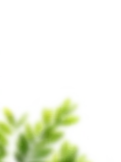 花瓣素材_植物系列朦胧感模糊树叶叶片_194106111