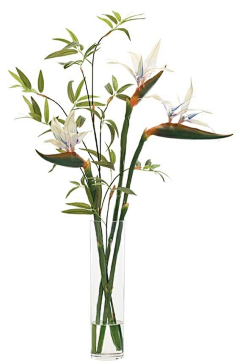 yancyli采集到花卉素材